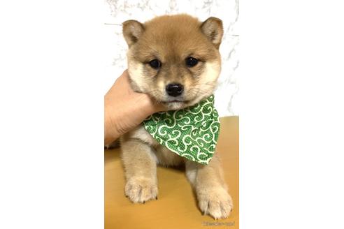 成約済の茨城県の豆柴-173420