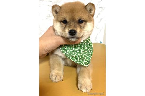 成約済の茨城県の豆柴-173420の4枚目