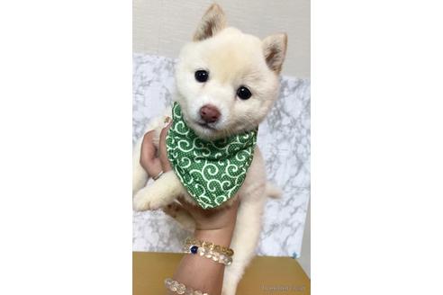 成約済の茨城県の豆柴-171654の4枚目