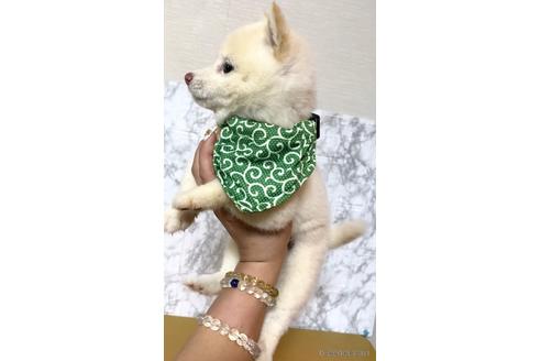 成約済の茨城県の豆柴-171654の2枚目