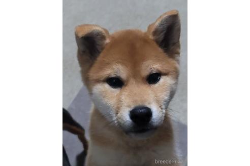 成約済の長崎県の柴犬-169641の1枚目