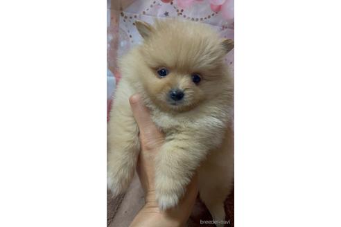 群馬県のポメラニアン 女の子 22 02 08生まれ 美人さんです 子犬id ブリーダーナビ