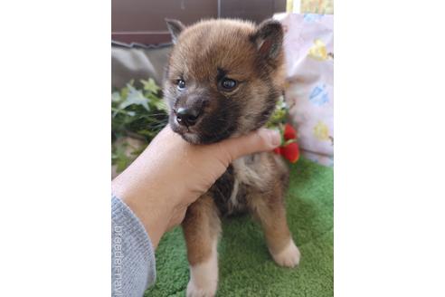 成約済の鹿児島県の柴犬-172795