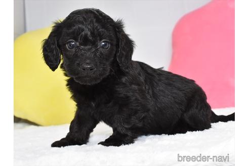 成約済の愛知県のミックス犬-171852の1枚目