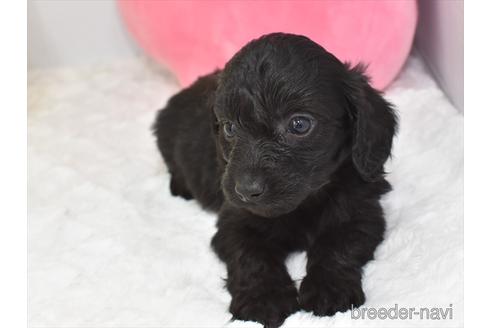 成約済の愛知県のミックス犬-171852の2枚目