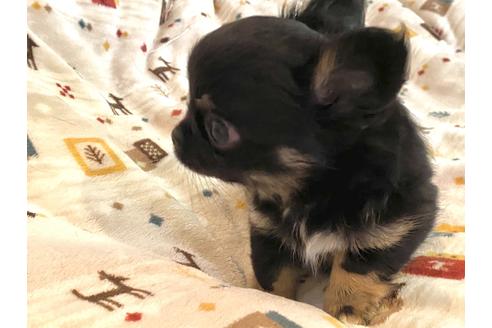 成約済の福岡県のチワワ(ロングコート)-174370の2枚目