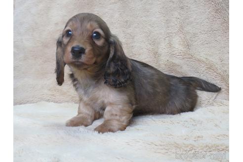 成約済の山口県のミニチュアダックスフンド(ロングヘアード)-174389の5枚目