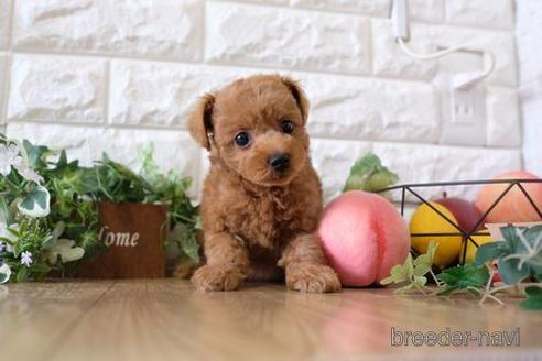 成約済の滋賀県のトイプードル-172711の1枚目