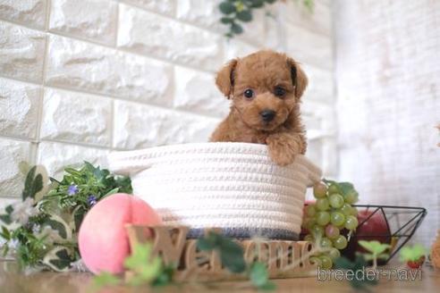 成約済の滋賀県のトイプードル-172711の7枚目