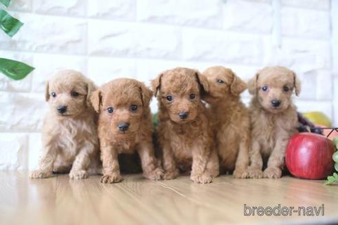 成約済の滋賀県のトイプードル-172711の4枚目