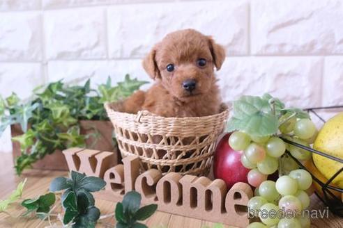 成約済の滋賀県のトイプードル-172711の3枚目