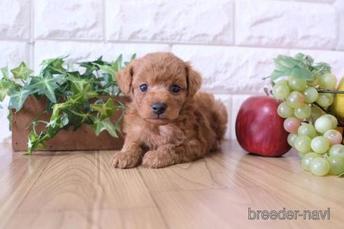 成約済の滋賀県のトイプードル-172711の2枚目
