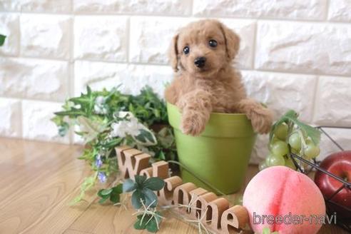 成約済の滋賀県のトイプードル-172714