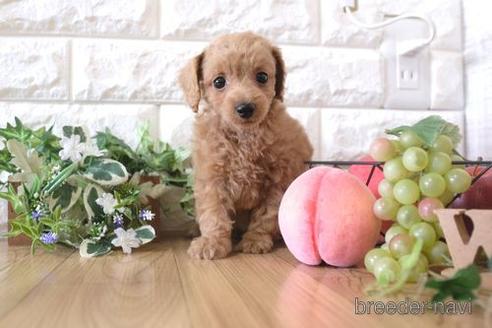 成約済の滋賀県のトイプードル-172714の7枚目