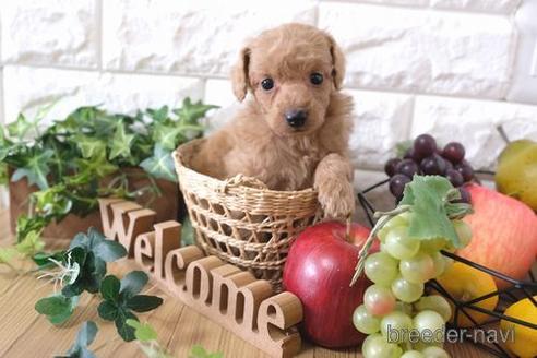 成約済の滋賀県のトイプードル-172714の3枚目