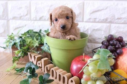 成約済の滋賀県のトイプードル-172714の2枚目