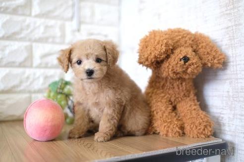 成約済の滋賀県のトイプードル-172717の1枚目