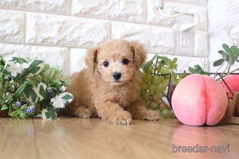 成約済の滋賀県のトイプードル-172717の7枚目