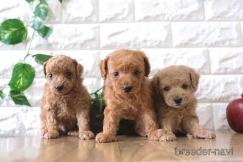 成約済の滋賀県のトイプードル-172717の4枚目