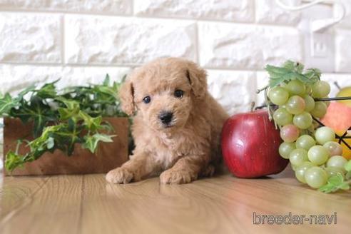 成約済の滋賀県のトイプードル-172717の3枚目