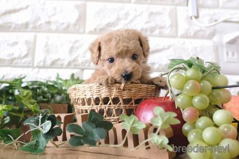 成約済の滋賀県のトイプードル-172717の2枚目