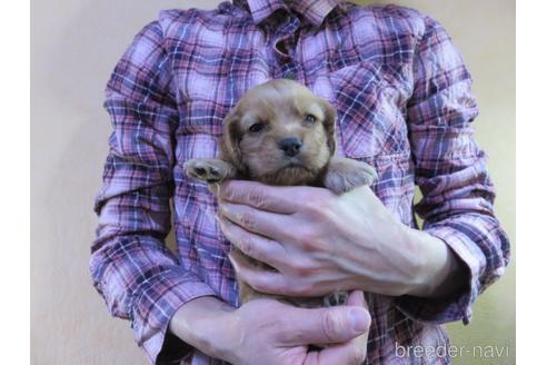 成約済の愛知県のアメリカンコッカースパニエル-172730の20枚目