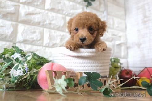 成約済の滋賀県のトイプードル-172718の1枚目