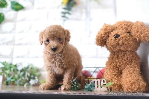 成約済の滋賀県のトイプードル-172718の7枚目