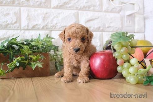 成約済の滋賀県のトイプードル-172718の3枚目