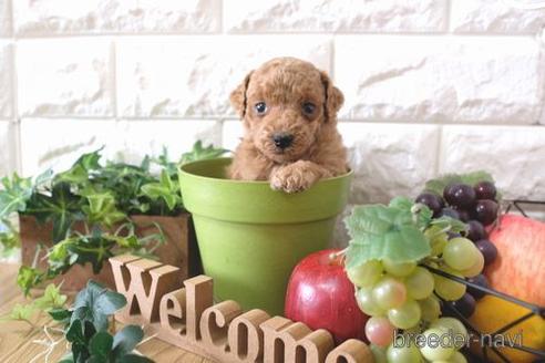 成約済の滋賀県のトイプードル-172718の2枚目