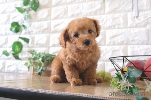 成約済の滋賀県のトイプードル-172719の1枚目