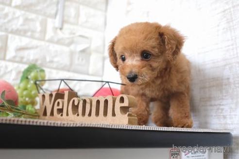 成約済の滋賀県のトイプードル-172719の7枚目