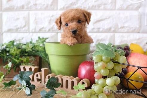 成約済の滋賀県のトイプードル-172719の3枚目