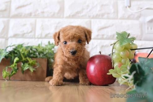 成約済の滋賀県のトイプードル-172719の2枚目