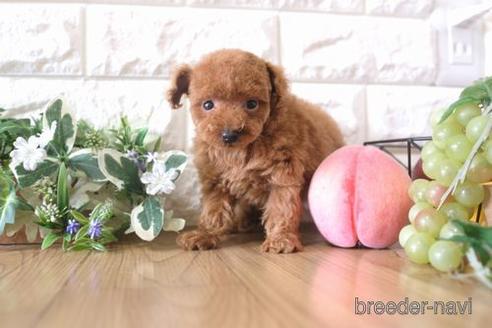 成約済の滋賀県のトイプードル-172720の1枚目