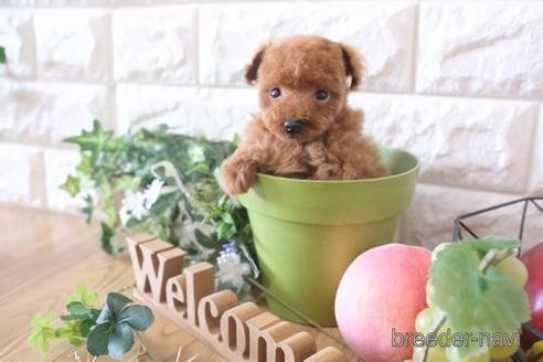 成約済の滋賀県のトイプードル-172720の6枚目