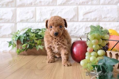 成約済の滋賀県のトイプードル-172720の3枚目