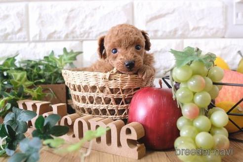 成約済の滋賀県のトイプードル-172720の2枚目