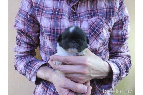 成約済の愛知県のペキニーズ-172749の5枚目