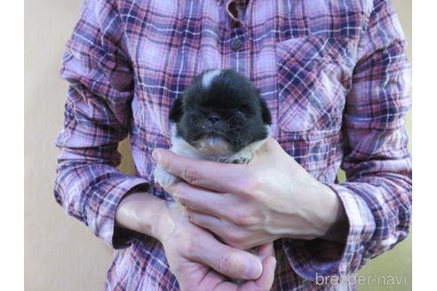 成約済の愛知県のペキニーズ-172749の4枚目