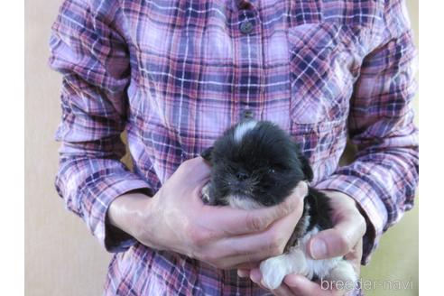 成約済の愛知県のペキニーズ-172749の3枚目