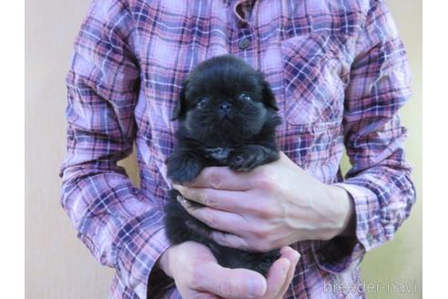 成約済の愛知県のペキニーズ-172744の6枚目