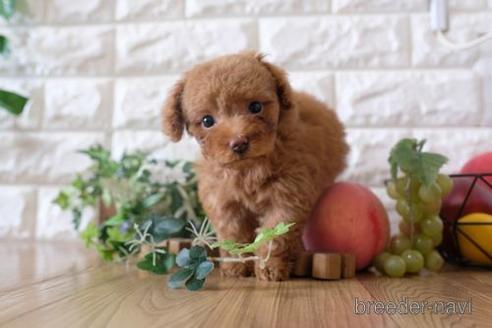 成約済の滋賀県のトイプードル-172798の7枚目