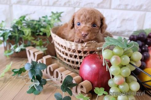 成約済の滋賀県のトイプードル-172798の3枚目