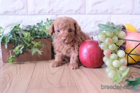 成約済の滋賀県のトイプードル-172798の2枚目