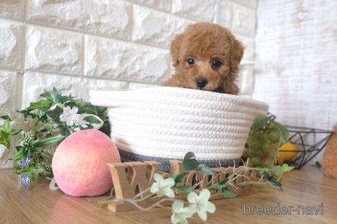 成約済の滋賀県のトイプードル-172831の7枚目