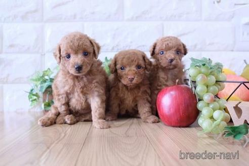 成約済の滋賀県のトイプードル-172831の4枚目