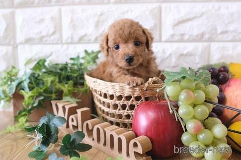 成約済の滋賀県のトイプードル-172831の3枚目