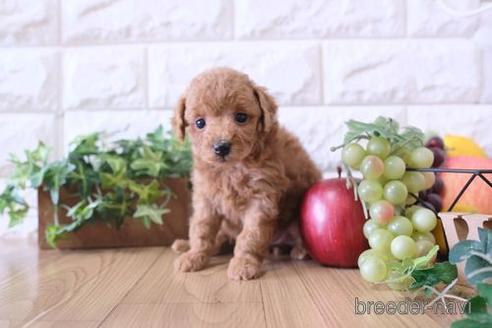 成約済の滋賀県のトイプードル-172831の2枚目