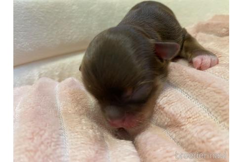 成約済の神奈川県のチワワ(ロングコート)-174810の60枚目